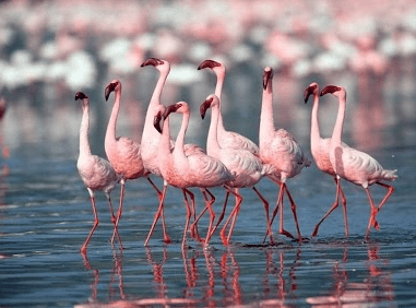 Airoli Flamingo Sanctuary in Airoli